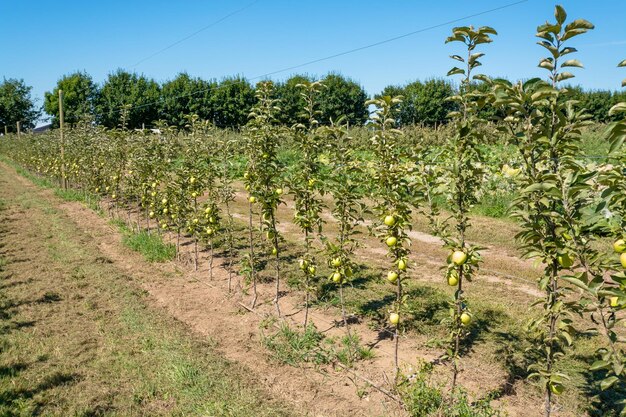 Les pommes mûrissent sur les jeunes arbres La récolte des pommes dans le verger