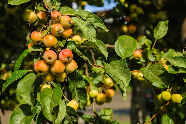 Pommes de paradis sur l'arbre