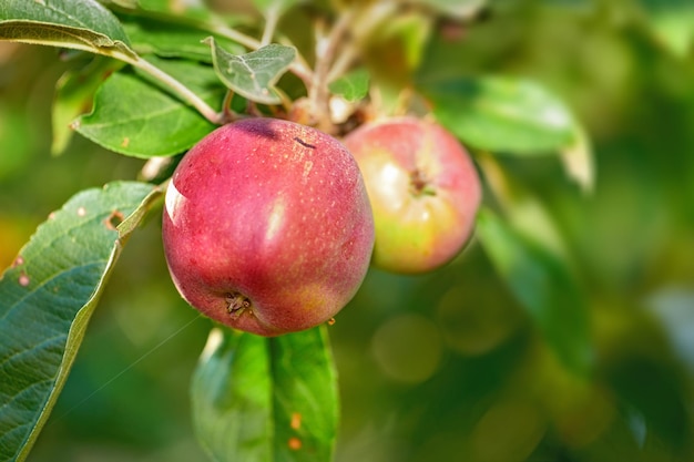 Pommes Une photo de goût et de belles pommes