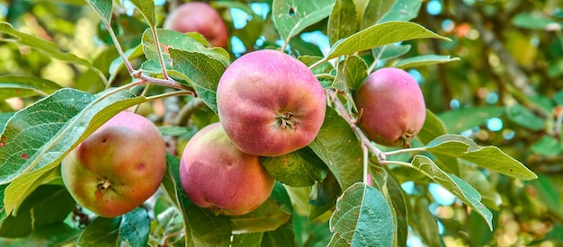 Pommes Une photo de goût et de belles pommes