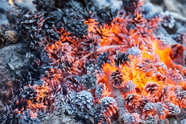 Les pommes de pin dans un feu de joie sont lumineuses et magiquement belles à Noël et au Nouvel An