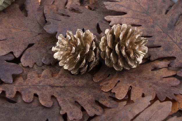 Pommes de pin sur fond recouvert de feuilles sèches