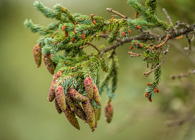 Des pommes de pin pendent de façon pittoresque aux branches.