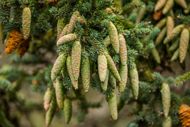 Des pommes de pin pendent de façon pittoresque aux branches.