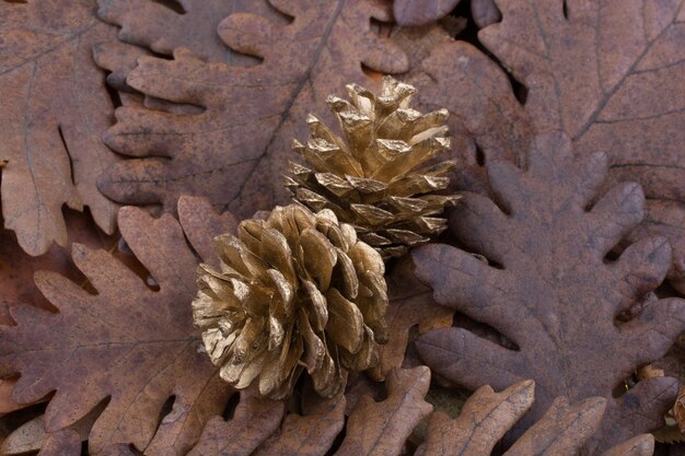 Pommes de pin posées sur un fond recouvert de feuilles sèches