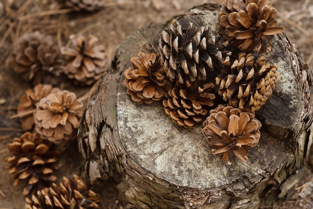 Les pommes de pin se trouvent sur une souche dans la forêt. Fond de nouvel an et Noël, carte postale. Ambiance hivernale. Fond vintage avec gros plan de belles grosses bosses