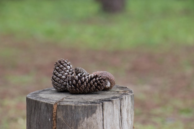 Pommes de pin sur une table en bois.