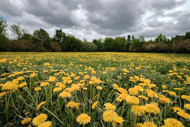 Pommes et pissenlits dans le parc Kolomenskoïe à Moscou