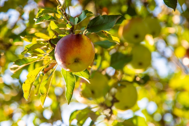 Les pommes poussent sur un arbre dans le jardin. Mise au point sélective.