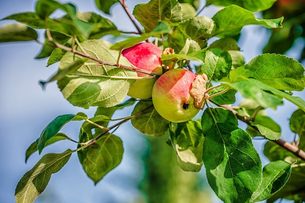 Les pommes roses poussent sur une branche dans le jardin