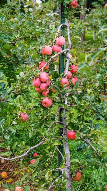 Des pommes rouges sur un arbre dans un verger