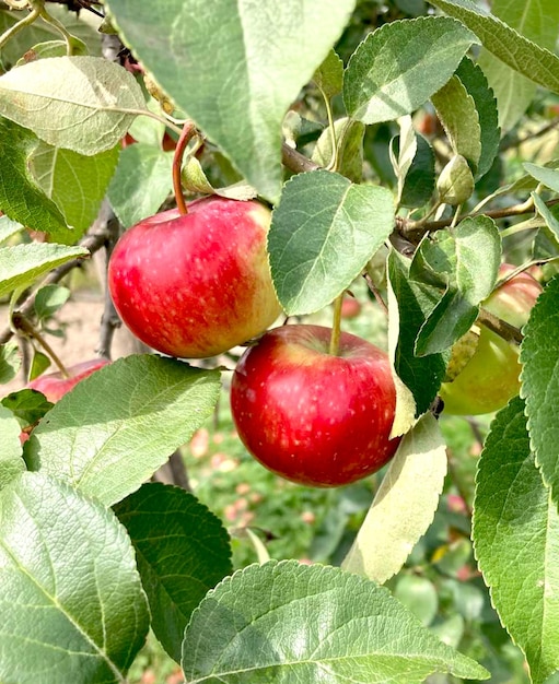 Pommes rouges sur l'arbre