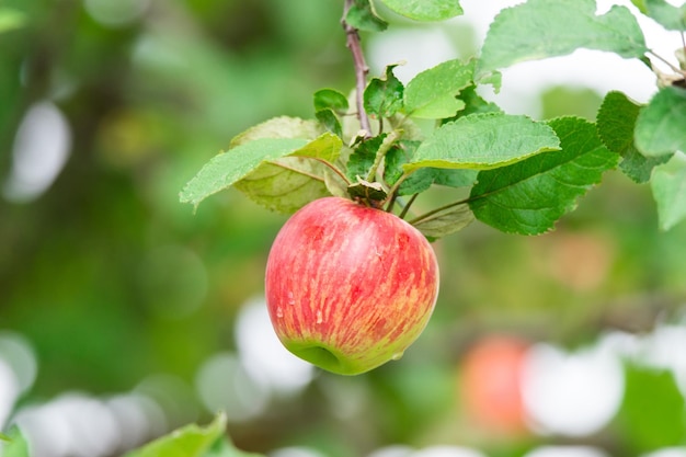 pommes rouges sur un arbre