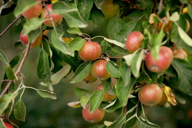 Pommes rouges sur la branche de pommier rayons lumineux du soleil