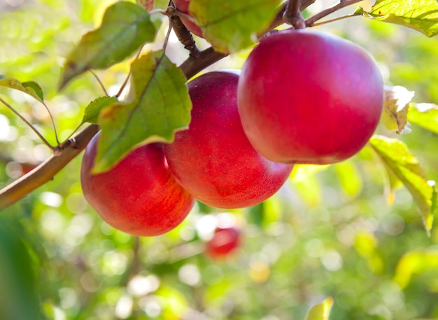 Pommes rouges sur une branche de pommier