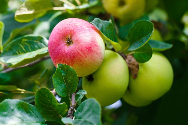 Pommes rouges sur une branche de pommier