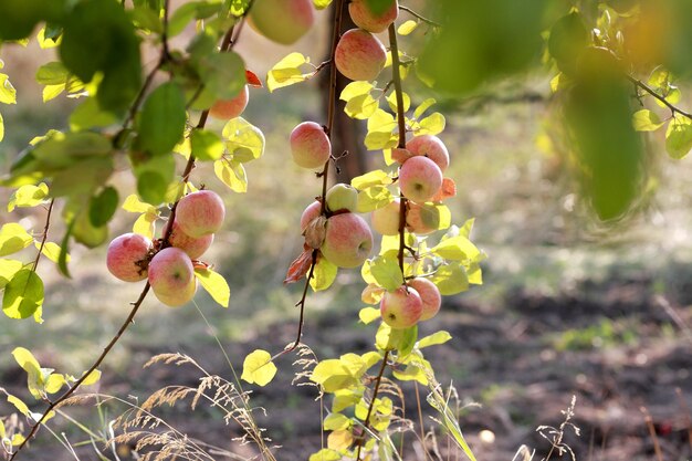 Pommes rouges sur une branche de pommier