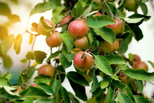 Pommes rouges sur une branche de pommier