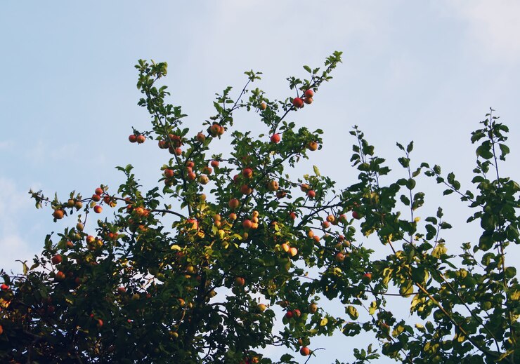 Photo pommes rouges sur des branches de pommier en été.
