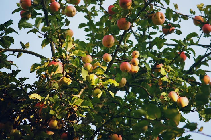 Photo pommes rouges sur des branches de pommier en été.