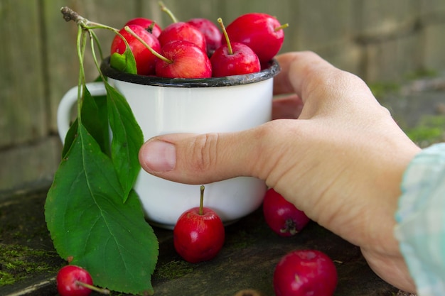 Pommes rouges dans le bol du jardin