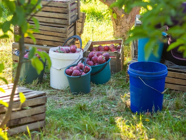 des pommes rouges dans un seau dans un verger de pommes