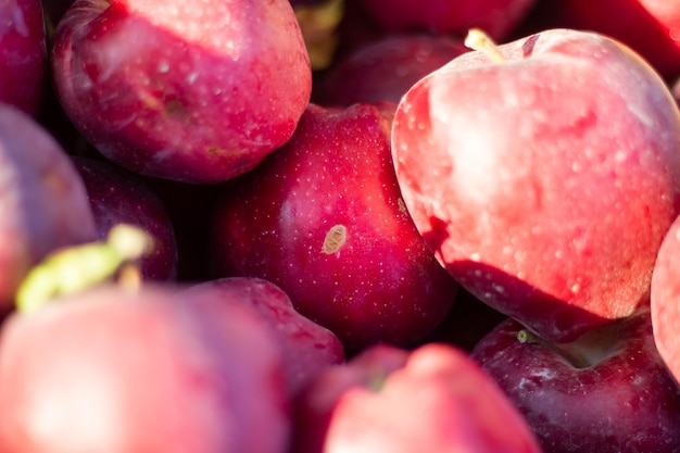 des pommes rouges dans un seau dans un verger de pommes