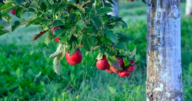 Des pommes rouges dans un verger tôt le matin.