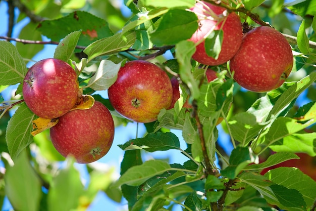 Pommes rouges fraîches poussant sur un arbre fruitier un jour d'été à l'extérieur Des produits biologiques sains accrochés à une branche verte luxuriante au printemps Des cultures savoureuses prêtes à être récoltées à l'extérieur dans la nature dans une ferme