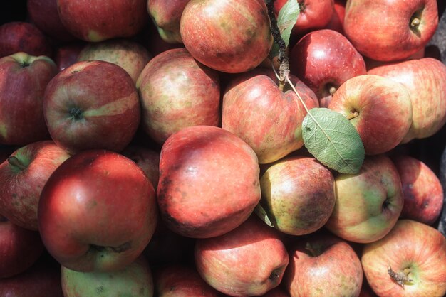 pommes rouges fraîches