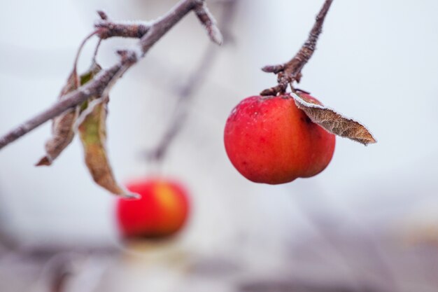 Les pommes rouges givrées ne sont pas un arbre au début de l'hiver