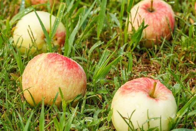 Pommes rouges avec des gouttes d'eau sur l'herbe verte dans le verger. Pommes mûres tombées dans le jardin d'été. Faible profondeur de champ