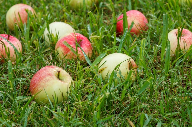 Pommes rouges sur l'herbe. Fond d'automne - pommes rouges tombées sur l'herbe verte dans le verger. Pomme rouge fraîche dans l'herbe de jardin