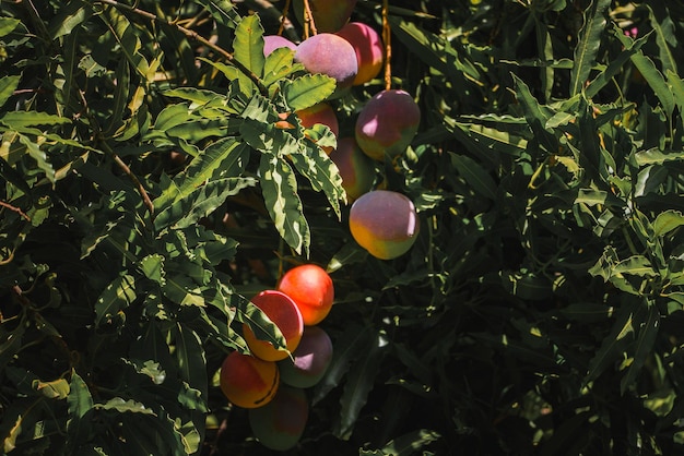 Photo pommes rouges mûres sur un arbre au jardin