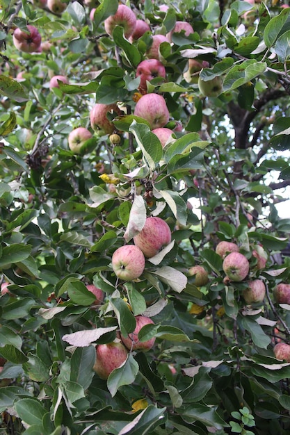 Pommes rouges mûres sur la branche de pommier dans le jardin