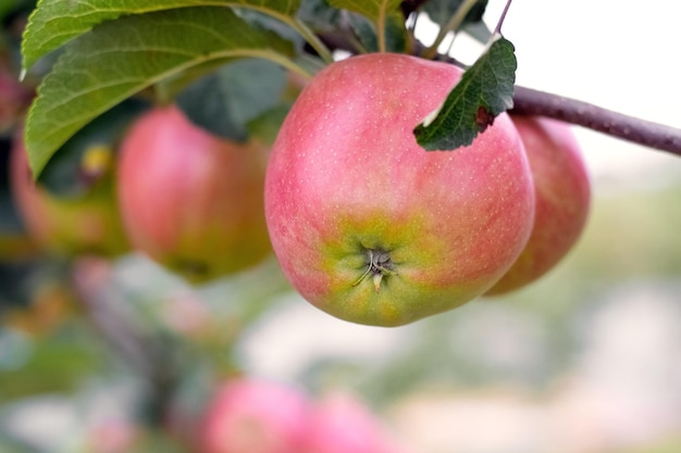 Pommes rouges mûres dans le jardin sur un arbre Récolte de pommes