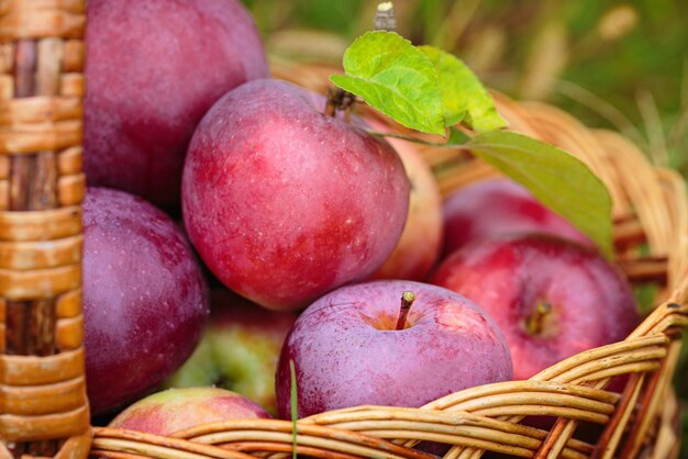 Pommes rouges mûres dans un panier en plein air