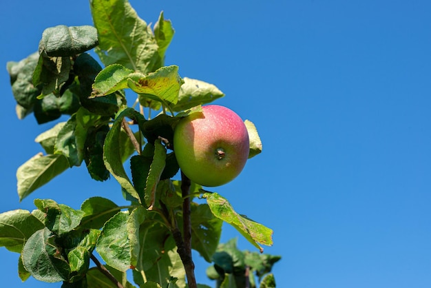 Des pommes rouges mûres pendent sur une branche verte d'un pommier