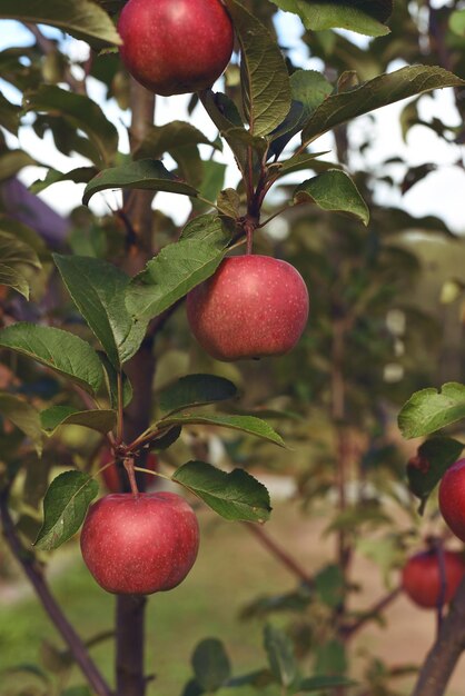 Pommes rouges mûres sur pommier. Une branche de pommier dans le jardin un jour d'été.