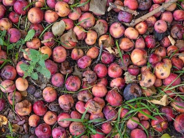 Des pommes rouges pourries se trouvent sur le sol