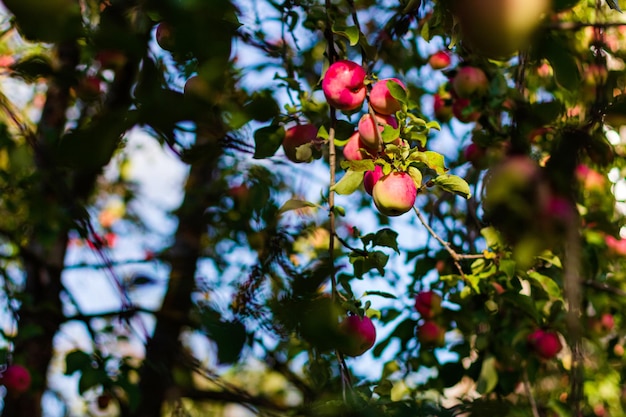 Pommes rouges savoureuses sur pommier