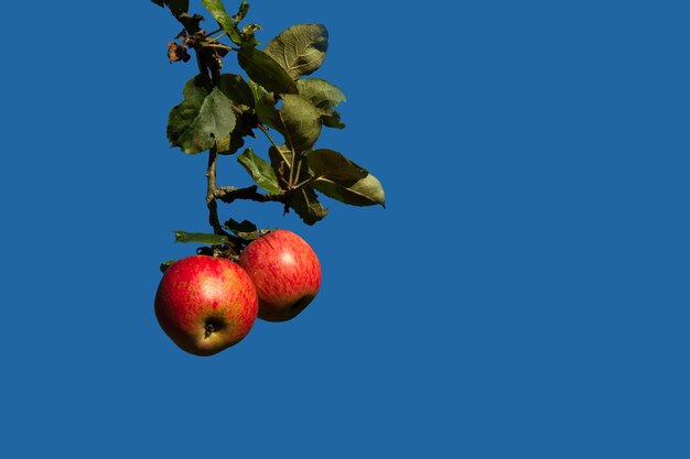 Photo pommes rouges