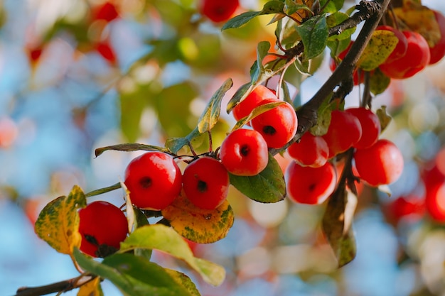 Les pommes rouges