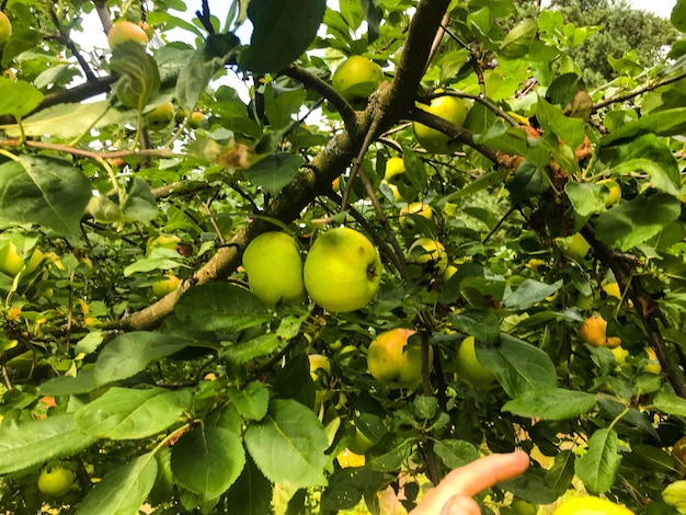 Les pommes sont accrochées à l'arbre Verger de pommiers ambiance d'été jouissance de cadeaux naturels juteux