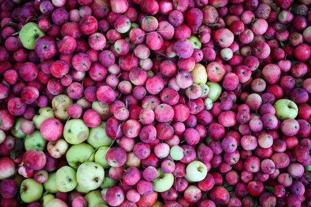 Pommes sucrées mûres rouges dans le jardin d'été.