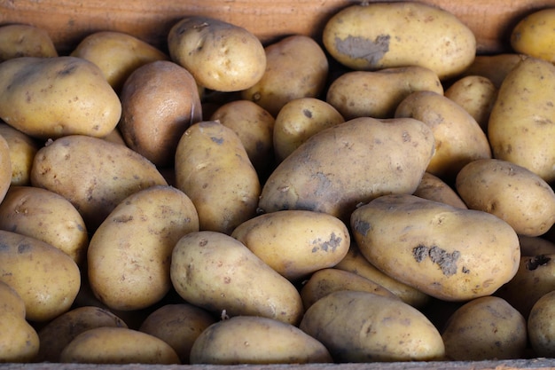 Pommes de terre biologiques fraîches dans une boîte Récolte de jeunes pommes de terre