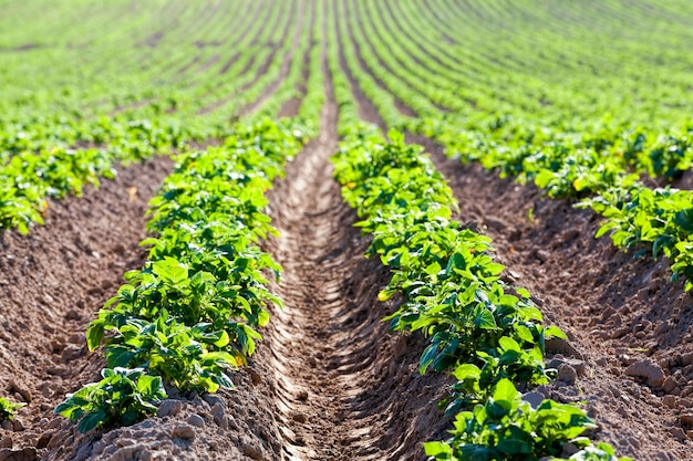 Pommes de terre sur un champ agricole