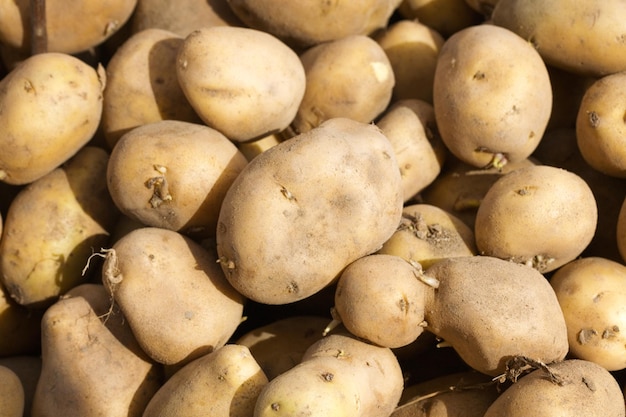 Pommes de terre crues fraîches sur un marché de producteurs en Turquie