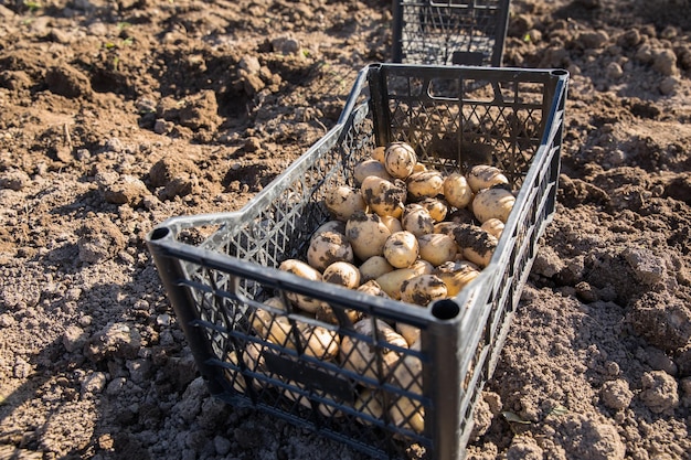 Pommes de terre dans une boîte sur le terrainxA