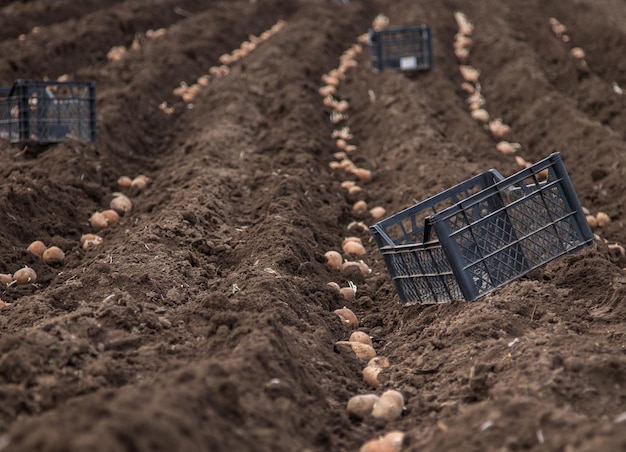 Pommes de terre dans des caisses pour la plantation Planter des pommes de terre sur sa terre dans le village